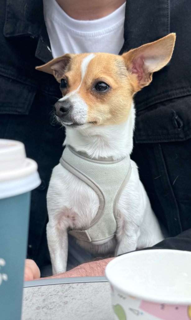 Chico